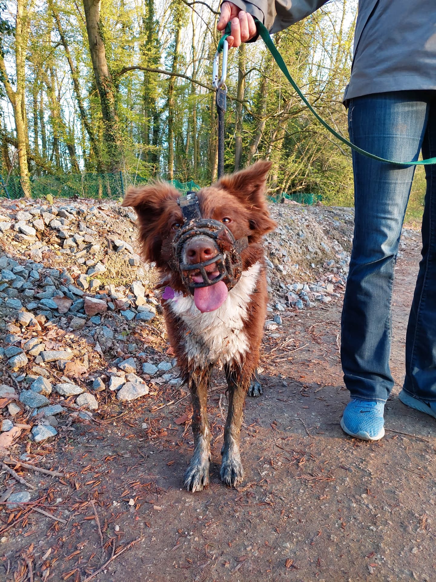 A muzzled brown collie mix on a lead on a woodland path
